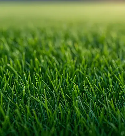 Firm Ground
